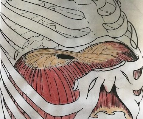 diaphragm in chest diaphragm in chest